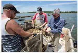 oyster farming